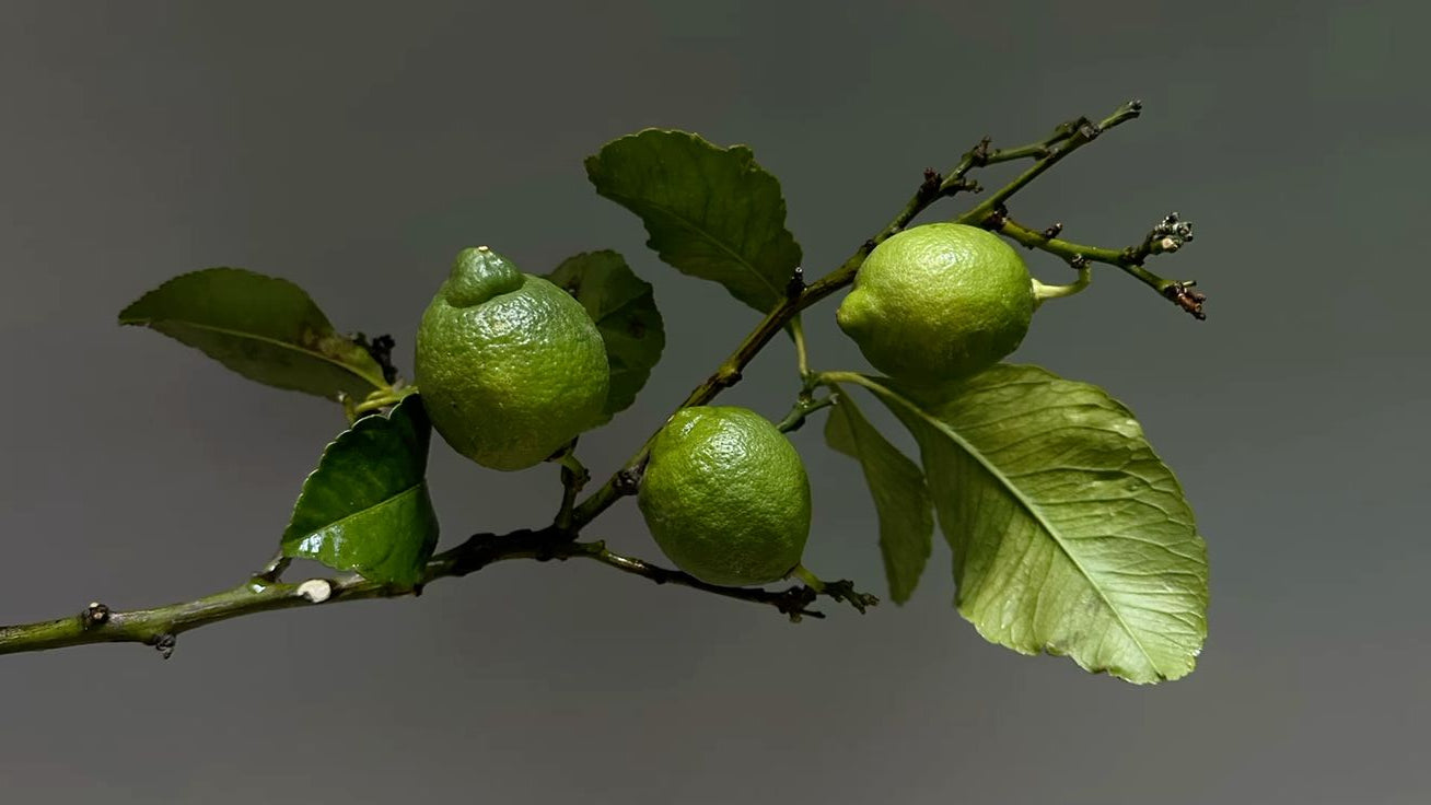 Velas Bergamotto Di Calabria