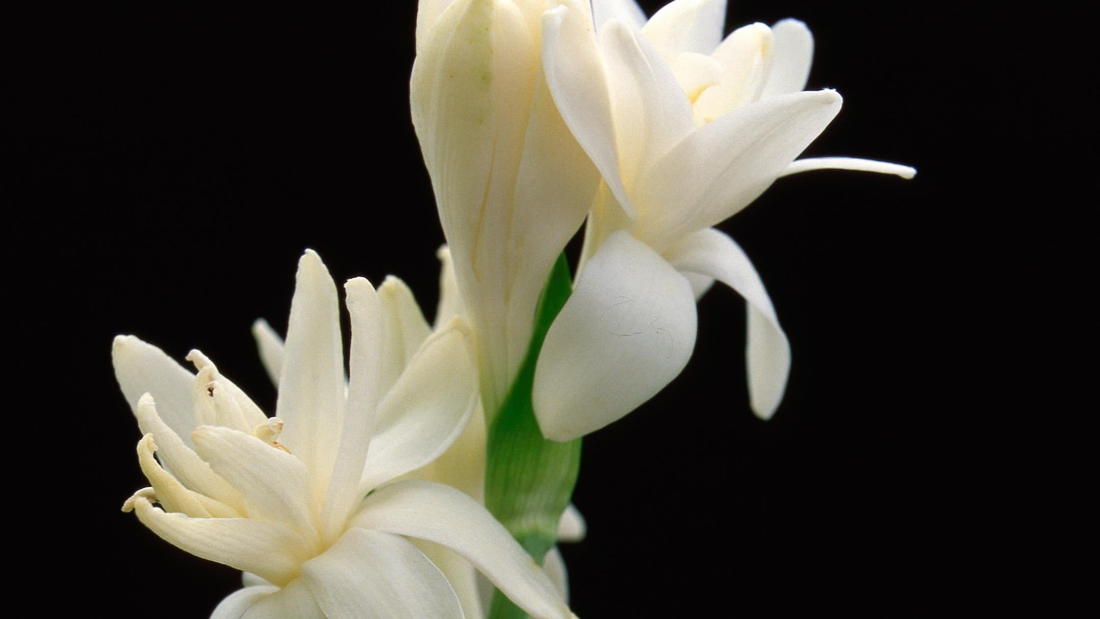 Mikados Tuberose & Jasmine