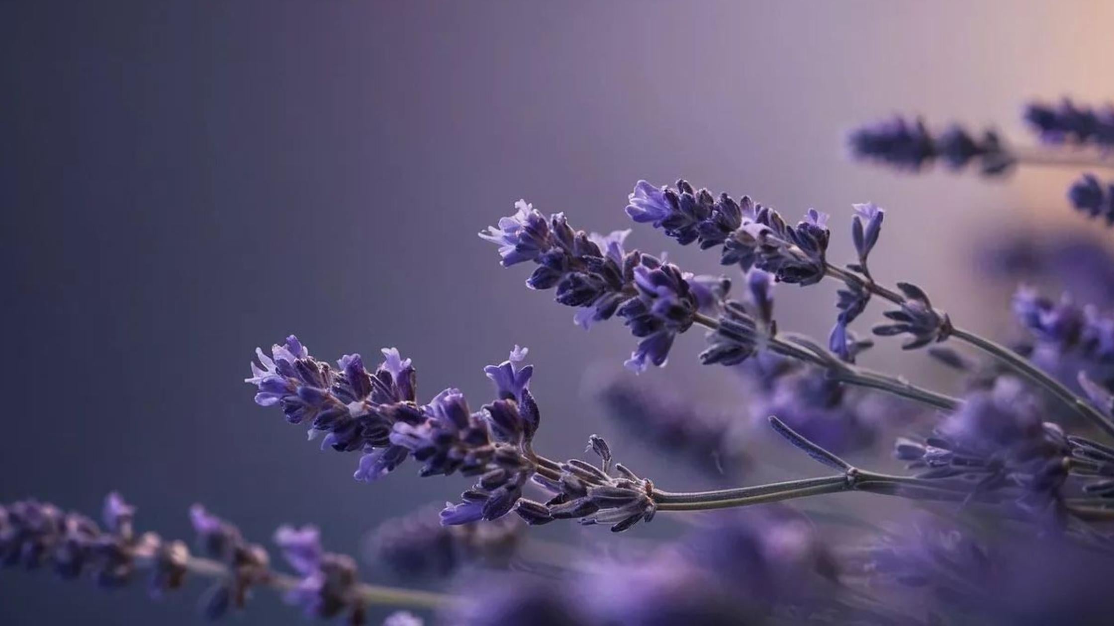 Velas Provence Lavander