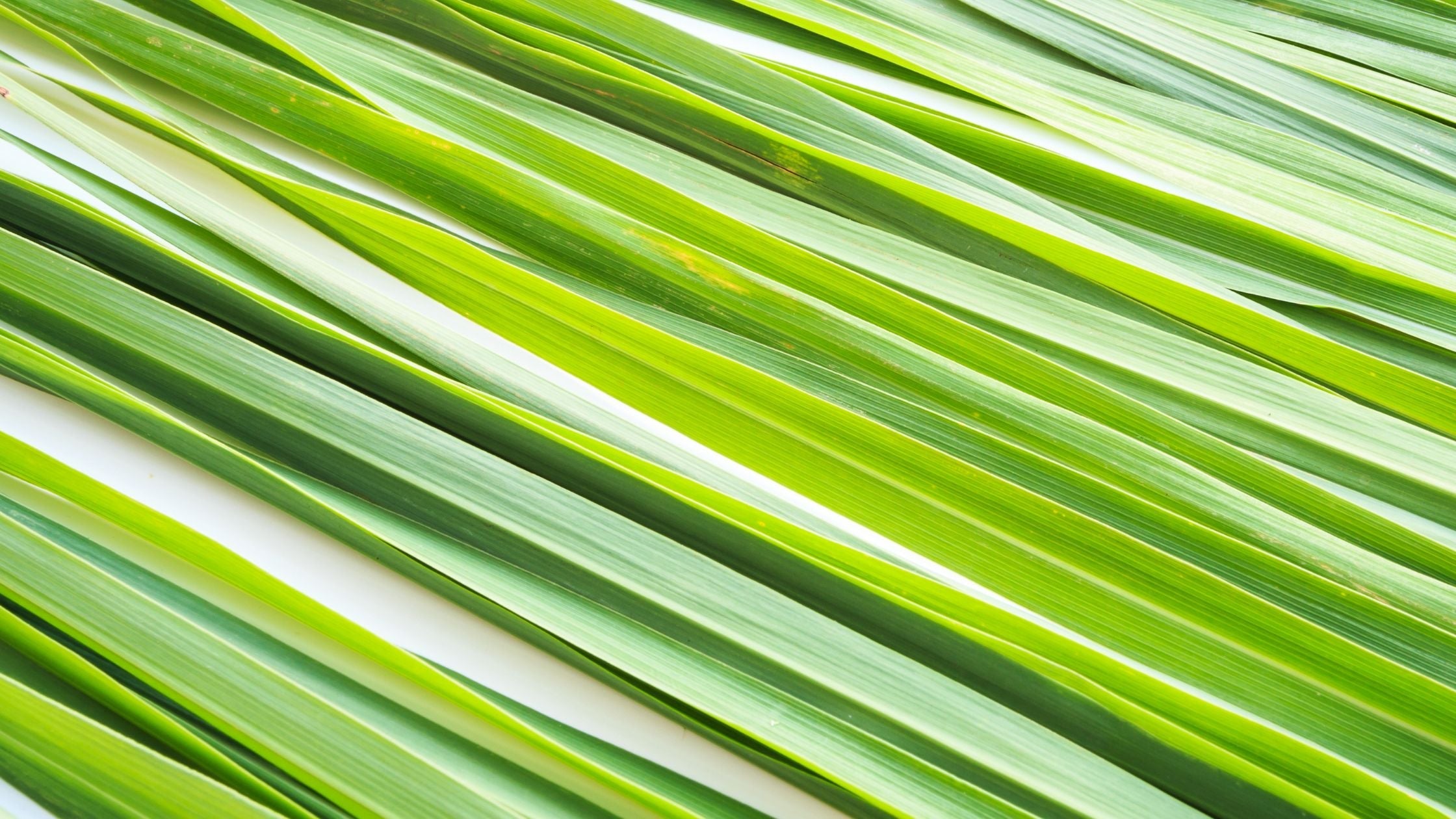 Velas Tea & Lemongrass