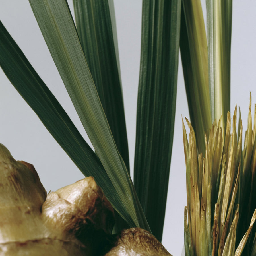 Ginger & Vetiver