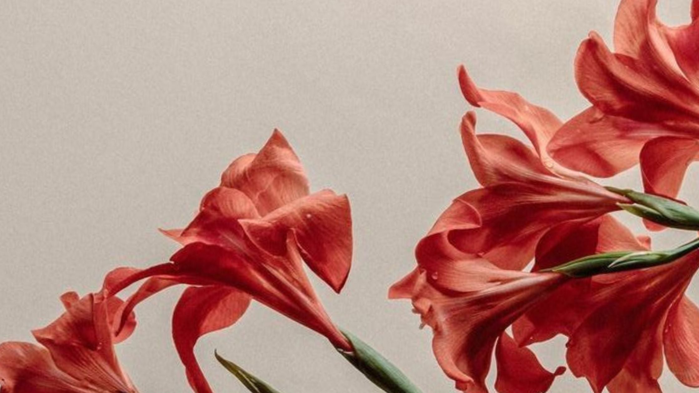 Spray Textil Florales