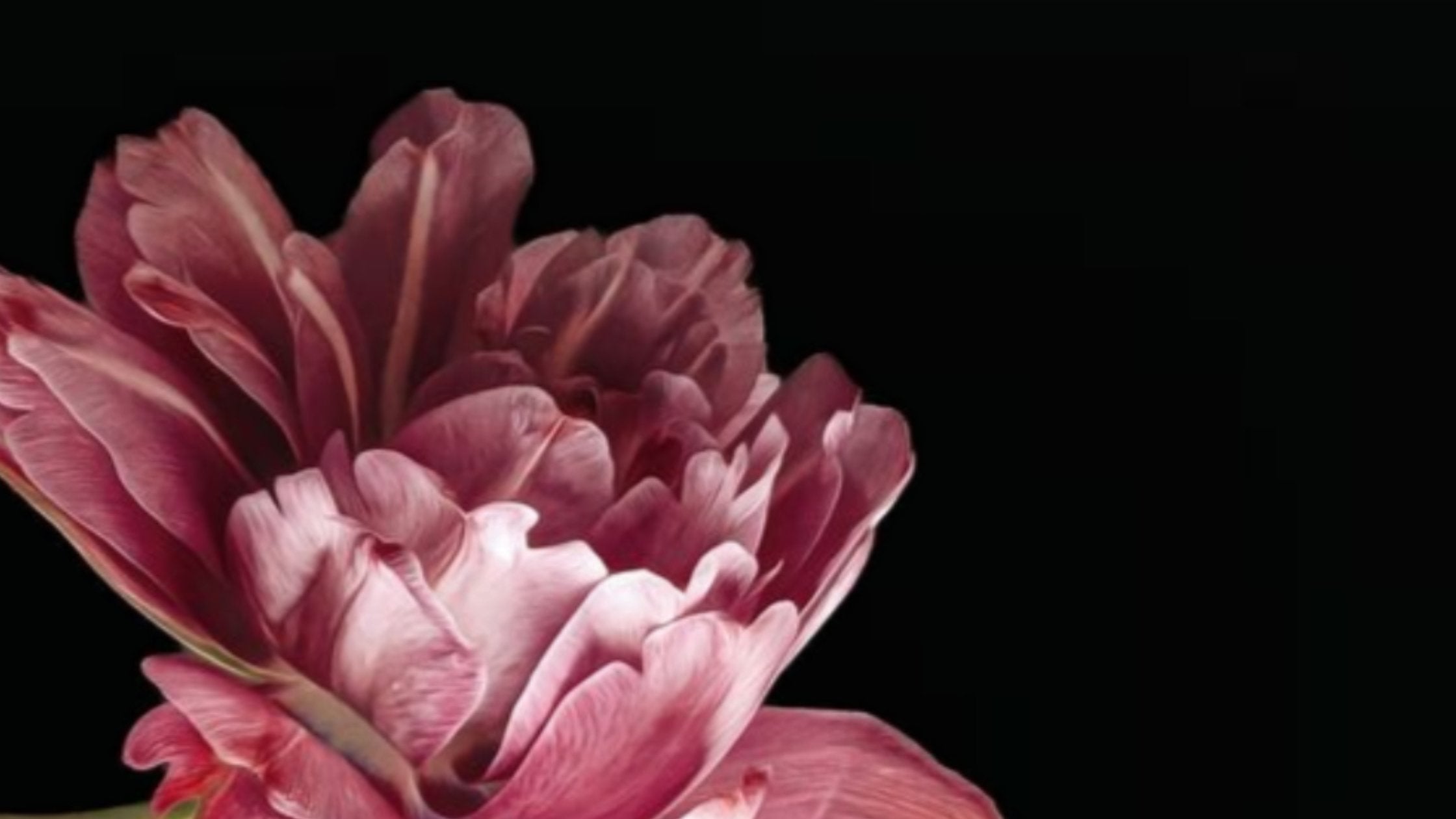 Velas Bulgarian Rose & Oud
