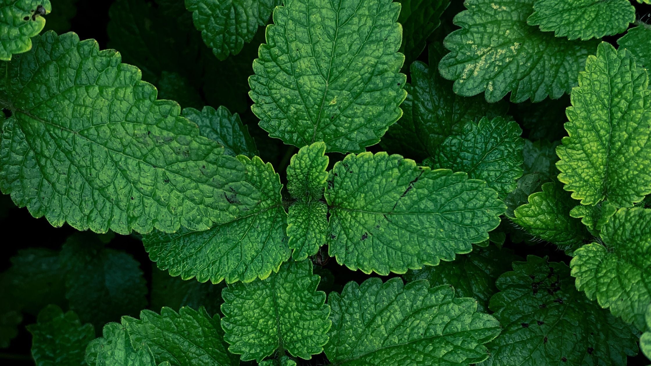 Velas Citronella & Mint