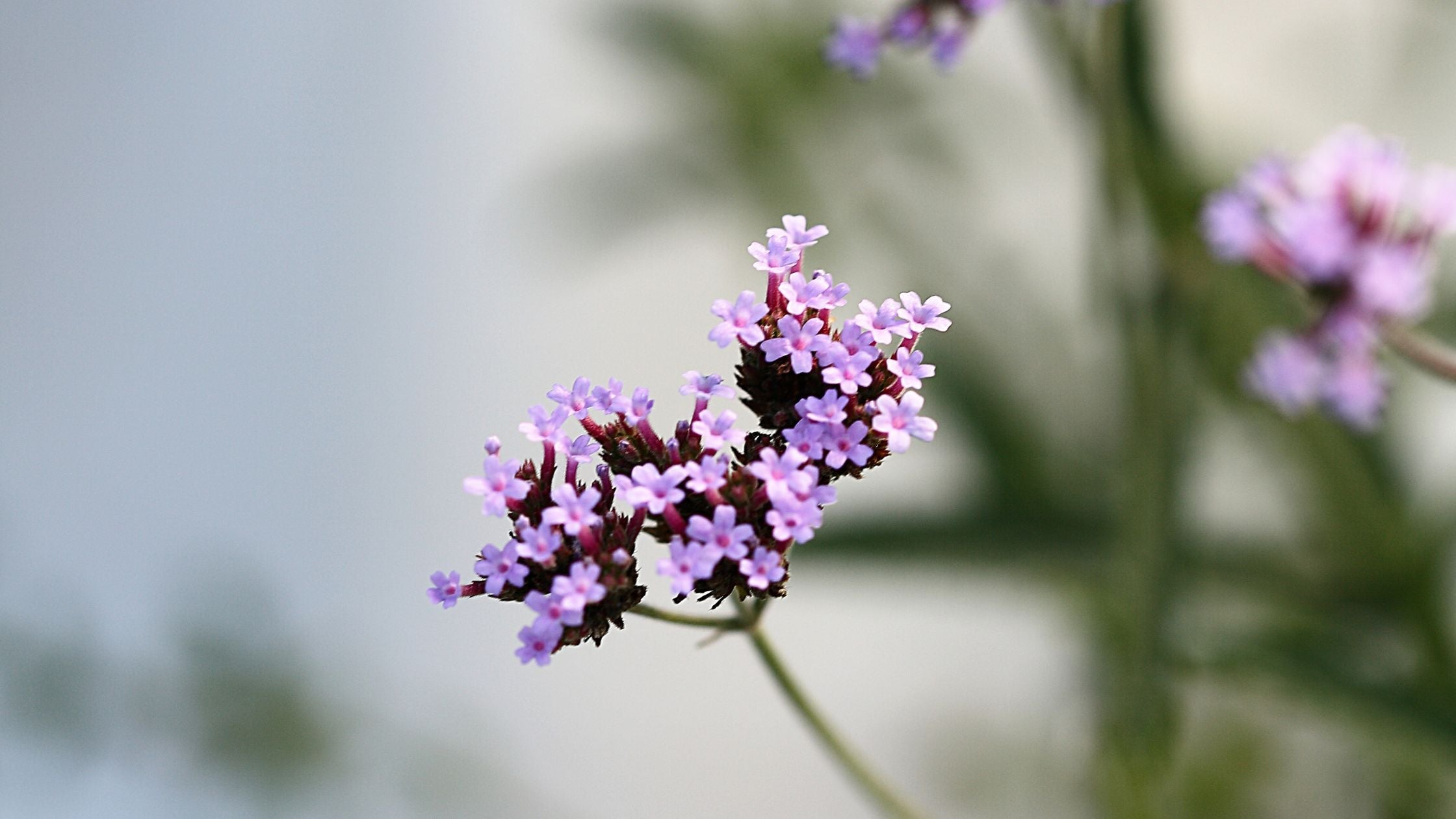 Mikados Verbena Di Sicilia